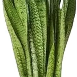 Good Luck Snake live Plant, Air Purifying,Office Desk Balcony,Green Indoor Plants For Living Room, 40cm Height,-picture-28