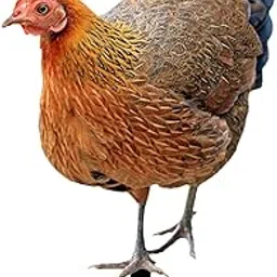 Hen Garden Stake Gifts Realistic Animal Statue Stakes for Garden Patio Porch Style A-picture-21