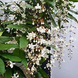 Indian Gardening Flowering Light Bulbs Plant | Chains of Glory | Bridal Veil Live Plant – Garden Accent | Outdoor Use | Home Beautification-picture-26