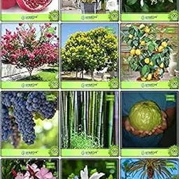 Creative Farmer Seed Combo Fruit & Fruit : Lemon Fruit, Grape, Thailand Guava, Yellow Palm, Small Bamboo, Date Palm, Murrayya Exotica, Queen Crape Myrtle, Copperpod, Nerium Oleander, Parijat, Pomagranate For Gardening-picture-32