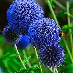 Radha Krishna Agriculture® ALLIUM flower bulbs (Pack of 1 PCS) Blue Color Gardening flower bulbs For home garden,-picture-12