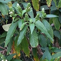 Adusa/Arusha/Adulsa Healthy Live Medicinal Plant With Safe & Secure Packing-picture-29