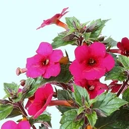 Mphmi Seedless Plant Flower Bulbs Plants Achimenes (Mix Colors) - Bulbs (set of 10)-image-28