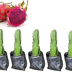 Cloud Farm Red Flash Dragon Live Plant (Pack of 5) CF_1005-picture-29