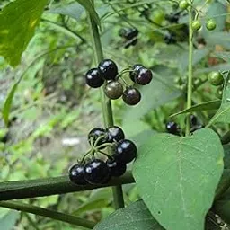 ASPEN® Manathakkali Spinach | Manathakkali Leaf Vegetables Seeds for Home,Terrace and Garden-picture-18