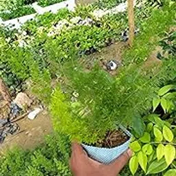 Premium Asparagus Fern, Live Indoor Air-Purifying Decorative Green Plant-image-43