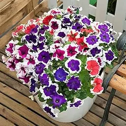 Beautifull Petunia Mixed Flower seeds for Home Gardening pack of 50 seeds-image-31