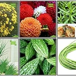 Creative Farmer All Season Seeds Combo Herb Seeds & Vegetable Seeds : Bittergourd, Chilly, Chrysanths Yellow, Dahlia -Unwin, Terragon, Garlic Chives For Gardening-picture-17
