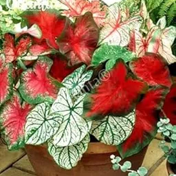 Mixed Color Leafs CALADIUM Flower Bulbs (5 Bulbs) By FLora Seeds-image-18