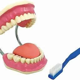 TeachingNest | Teeth Care Model Enlarged with Giant Tooth Brush PVC plastic | Anatomical Model | Dental Model-picture-40
