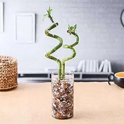 Mphmi Plants Set of 2 Spiral Sticks Lucky Bamboo in a Cylindrical Glass Vase with Pebbles Garden Live Plant Nursery Indoor Outdoor Living Plants?-image-17