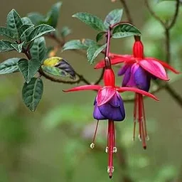 Mphmi Seedless Plant Flower Plants Fuchsia Plant - Dancing Doll-picture-63