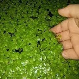 Lemna minor plant live (200 seeds)-picture-11