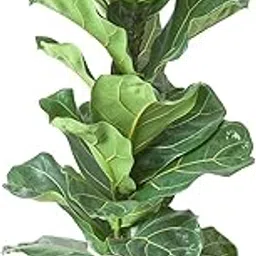 Ficus Lyrata Healthy Indoor Live Plant Fiddle-Leaf Fig Plant | Living Room & Home Decor With Grower Pot | Pack Of 1-image-93