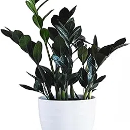 Sugram ZZ Plant, Zamia Air Purifer Natural Live Plant, Raven ZZ Black Zamioculcas For Home, Garden Decor, indoor plants for living room, Unique Indoor Houseplant | Low Maintenance, Air Purifying-picture-38