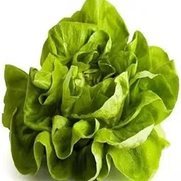 Willvine Green Leaf Lettuce/Green Salad/Romaine Lettuce-ICRA-10A-picture-38