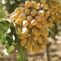 Pista live plant grafted (Pack of 2 Live plant)-picture-12