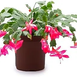 Creative Farmer Indoor Plant Air Purifying Cactus Home Decorative Natural Luxurious Look And Require Little Care Live For Garden (Healthy Plant)-picture-12