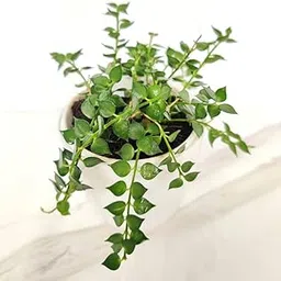 CAPPL Live Million Hearts Plant (Dischidia Ruscifolia) Green Rare Indoor Plant With Hanging Plastic Pot For Home, Office-image-53