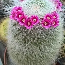 Mammillaria Pectinifera Live Cactus Plant (Mammillaria elongata) (Mammillaria pseudoperbelle) – Rare Miniature Succulent for Home or Garden Pack of1 without Pot Indoor - Outdoor-picture-26