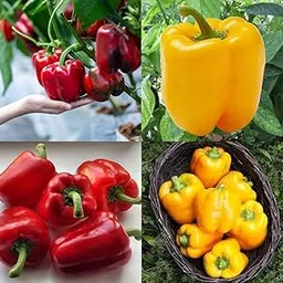 Red and yellow capsicum seeds shimla mirchi beez, Shimla mirch vegetable seeds pack of 40-image-59