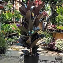 Original 2 feet Big Size Black Rubber Healthy Natural Plant for Indoor Decoration Pack of 1 Comes in Growbag-picture-31