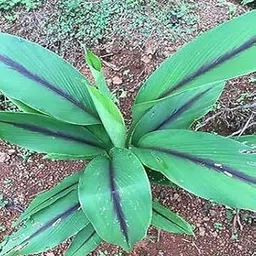 VISION CRAFTED Black Turmeric, Kali Haldi, Krishna Kedar Plant Rhizomes Bulbs for Growing - Pack of 2 Rhizomes-image-71