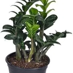 Baisakhi Nursery ZZ Plant, Indoor Live Plant with Grow Bag, Single Pack-picture-27