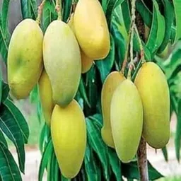 GreenEarth Very Sweet Dasheri mango plant (grafted), Indian Hybrid & Healthy Tree Height 1.5-2ft, Regular Bearing,Dwarf Variety-image-55