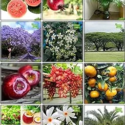 Creative Farmer Seeds India Combo Fruit & Fruit : Apple, Grape, Orange, Passion Fruit - Violet, Areca Palm, Phoenix Dactylifera, Blue Jacaranda, Orange Jessamine, Raintree, Har Singar, Psidium Guava, Pomagranate Kitchen Garden Pack-picture-42