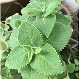 Pankaj Nursery Ajwain/Trachyspermum Medicine Plant with 4" black pot pack of 1-picture-24