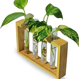 Pilwals Modern Wooden Test Tube Vase, Multi-Tube Hydroponic Propagation Station, Desktop Propagation Station, Flower Holder for Home Office Decor, Four Test Tube Planter with Wooden Stand Pine Wood.-picture-22