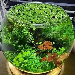 Azolla seeds live plant || Live plant azolla seeds || Pack of 740-picture-30