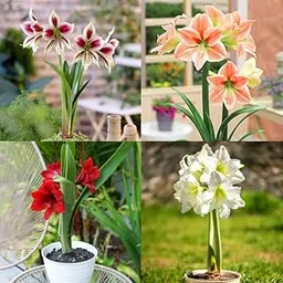 Amaryllis Lily Mix-Colour Flower Healthy Bulbs Most Popular Flower Bulbs For Home Gardening (Pack of 2 Mixed Flower Bulbs)-picture-58