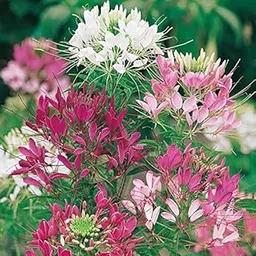 Rare Cleome " Colour Fountain " Exotic 30 Seeds for Growing-picture-26