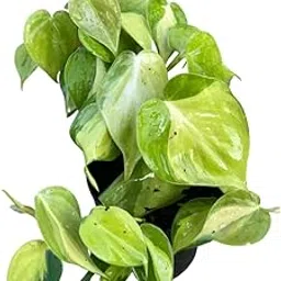 Philodendron Brazil | Live Indoor Plant in Pot | Easy Maintenance Plant for Home & Balcony-picture-32