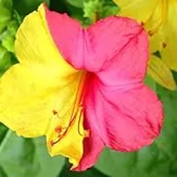 Giant Leaf Cercestis Mirabilis Plant Seeds Trial Pack-10 seeds - Grow Indoor & Outdoor Year Round-picture-17