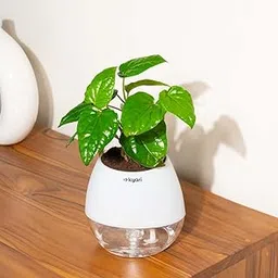 Kyari Betel Leaf Live Plant with White Self Watering Pot - Oval Pot 4 Inch-picture-21