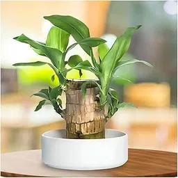 Greenpath Lucky Brazilian Wood Live Plant | Exclusive Healthy Lucky Brazilian Wood Plant for Living Room, Table & Desk Decor |Good Luck Plant-image-50