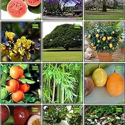 Creative Farmer Garden Flower Seeds All Season Combo Fruit & Fruit : Citrus Seeds, Orange, Passion Fruit - Yellow, Passion Fruit - Violet, Thailand Guava, Small Bamboo, Jacaranda Mimosafolia, Pride Of India, Yellow Flametree, Raintree, Night-Flowering Jasmine, Guava Terrace Gardening-picture-70