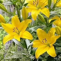 Plantogallery® Flower Bulbs | Lilium Bulbs Yellow Color Fowers for Home garden - Set of 15 Bulbs-picture-43