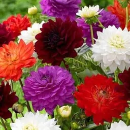 Bee Garden Dahlia Mix Flower Seeds Pack of 25 Seeds Seed 10 per Packet-image-98