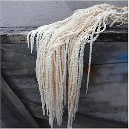 WAIFOMEI 5Pcs Dried Amaranthus Preserved Hanging Flowers 35 Inch White Wisteria Vine Real Dried Flower for Wedding Bouquet Wall Decor Home Decor-image-51