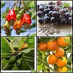 Creative Farmer Seeds For Gardening Combo Tree Seeds : Indian Badam, Orange, Papaya, Sweet Tamarind Tree Seeds For Gardening-picture-24