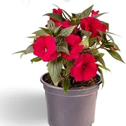 Impatiens Red Indoor Live Flower Plant With Pot-picture-31