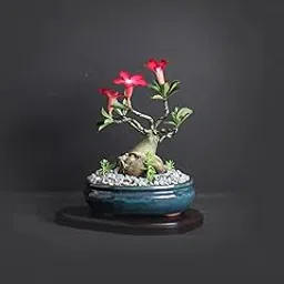 live Bonsai Plants healthy Adenium Desert Rose bonsai plant with pot-picture-23