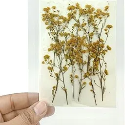 YellowCult Natural Real Dried & Pressed Flowers Sheets for Art Craft - Mixed, Multicolor for Soap, Candle, Journal, DIY, Resin Jewelry, Pendant-[Xiaa Peng Grass-Yellow]-image-66