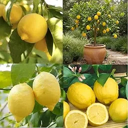 Eureka Lemon Live Plant – Grafted Eureka Lemon Tree Seedling for Home Garden, Indoor/Outdoor Citrus | Juicy Year-Round Lemons, Ready to Grow-image-35