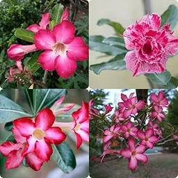 IndNursery Hybrid Adenium Live Plants in Grow Bag Pack of 4-picture-26