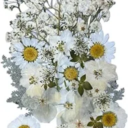 Natural Real Dried & Pressed Flowers for Art Craft - Mixed, Multicolor for Soap, Candle, Scrapbooking, DIY, Resin Jewelry, Pendant (40 - 45 Pc) Pressed Flower (Q)-picture-29